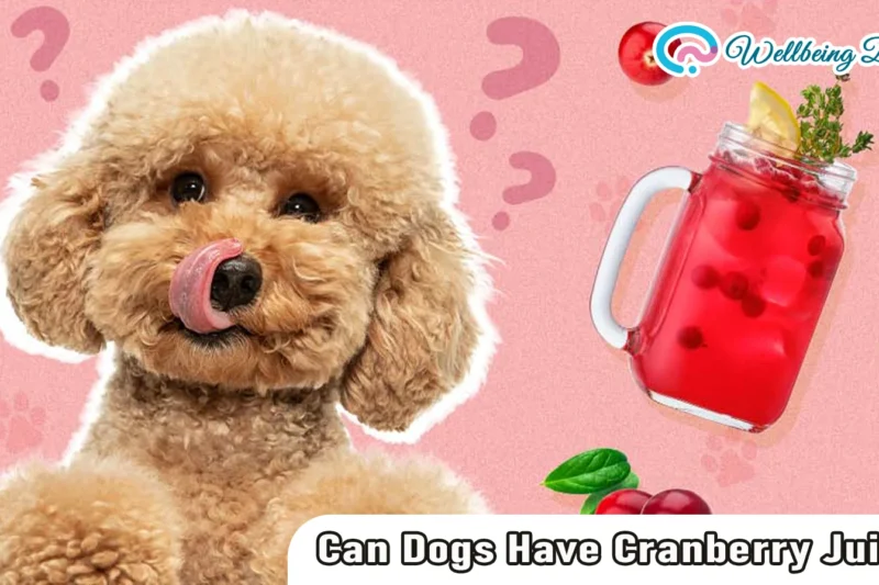 Can Dogs Have Cranberry Juice: A Complete Pet Owner’s Guide